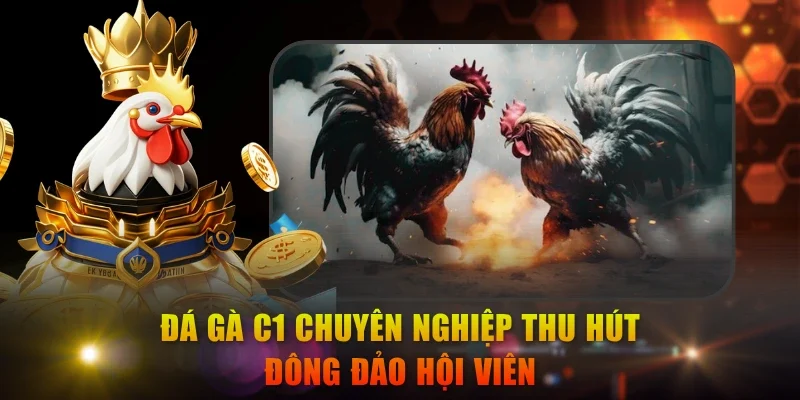 Đá gà C1 chuyên nghiệp thu hút đông đảo hội viên